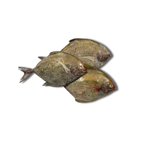 Pomfret negro redondo entero congelado de Vietnam IQF fábrica de mariscos exportador directo pedido a granel disponible - Product Image 3