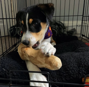 Masticable de Madera de Café de Origen Sostenible de Vietnam, Ideal para Rutinas de Masticación Energéticas y Entretenimiento Diario para Mascotas Activas - Product Image 6