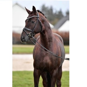 Brida de cuero de caballo de alta calidad superior, precio al por mayor, brida de cuero de filete de caballo, elección profesional, caballo de alta calidad - Product Image 5
