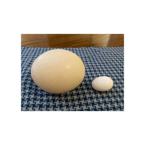 Œufs d'autruche au prix d'usine, proposés pour la vente en gros et les commandes en grande quantité - Product Image 1