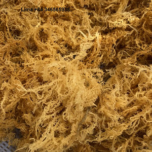 Venta al por mayor de algas secas de alta calidad Eucheuma Cottonii/musgo marino de Vietnam // Lima - Product Image 1