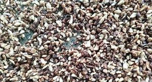 2025แกลบเม็ดมะม่วงหิมพานต์สำหรับสัตว์ขยะทางการเกษตรในตลาด - Product Image 3