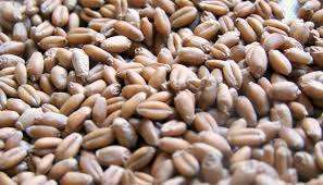 Grano de Trigo 100% Natural de Origen Hindú de Alta Calidad, Suministro a Granel para Exportación, 500 MT por Mes - Product Image 3