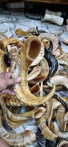 แตรแกะสำหรับงานฝีมือคุณภาพพรีเมี่ยมสำหรับที่จับเครื่องประดับและการออกแบบตกแต่ง - Product Image 2