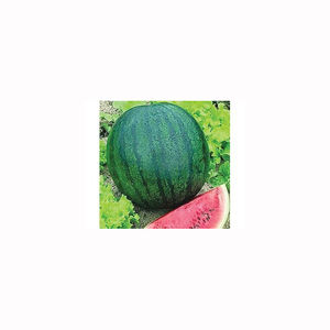 Pastèque rouge cramoisie, fraîche, douce, à chair rouge, pour les grossistes, les supermarchés et les fournisseurs internationaux de produits agricoles - Product Image 3