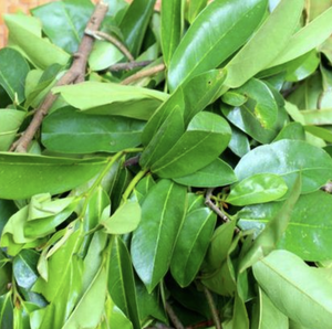 Hojas de Guanábana secas de primera calidad para la elaboración de té de hierbas, ingrediente tropical natural de Vietnam - Product Image 4