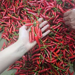 Equipo Profesional de Chile Rojo de Vietnam Especias vietnamitas agrícolas frescas Raw State Fabricante directo Postventa - Product Image 1