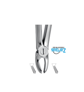 Fórceps de extracción de acero inoxidable de alta calidad incisivos superiores para niños Fig. 39A exportadores y fabricante - Product Image 2