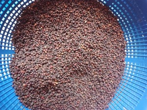 พริกไทยดำมาดากัสการ์เกรดพรีเมียมแบบแห้งธรรมชาติ ยี่ห้อวายแอล วอยท์ โวต์ซิเพอร์ริเฟอร์รี วานิลล์ ฮาร์เวสท์ 24 ชนิด สมุนไพรและเครื่องเทศ - Product Image 4