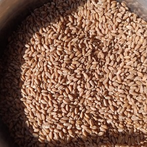 Nouvelle récolte de blé rouge d'hiver biologique en vrac traitée sous des contrôles de qualité stricts pour la transformation des aliments - Product Image 2