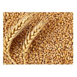 ข้าวบาร์เลย์สำหรับอาหารสัตว์ ขายในราคาที่ดีที่สุด - Product Image 1