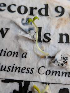 Etiquetas colgantes de papel plantables de flores silvestres biodegradables, 2x4 pulgadas, tamaños personalizados, etiqueta para ropa, etiqueta colgante personalizada, calidad de exportación - Product Image 5