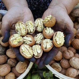 วอลนัทอบแห้งเกรดพรีเมียม คัดพิเศษ ครึ่งเม็ด น้ำหนักเบา ขายส่งจำนวนมาก สดใหม่จากธรรมชาติ สำหรับส่งออก - Product Image 2