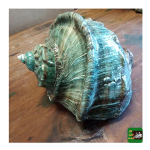 เปลือกหอยสังข์เทอร์โบขนาดยักษ์รุ่นมาร์มอราตัสเปลือกหอยหอยสังข์ธรรมชาติสำหรับตกแต่งขนาดต่างๆพันเทอร์โบหยกราคาดีที่สุด99ข้อมูลทอง - Product Image 6