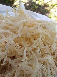 PURE cottonii สาหร่าย/Clean LABEL/Plant based/Ocean harpure - Product Image 5