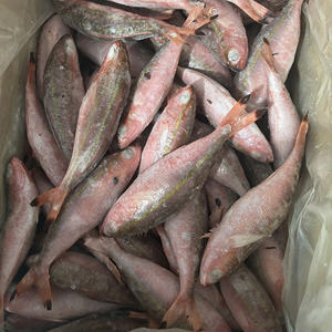 Fusilier rouge congelé IQF de haute qualité en provenance du Vietnam, export de fruits de mer entiers avec une durée de conservation de 24 mois, emballage sous vide en vrac - Product Image 5