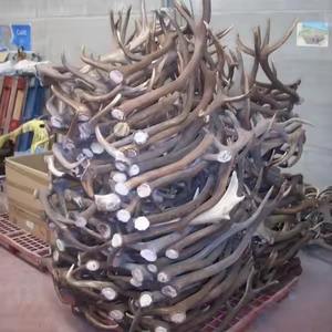 Extracto de Asta de Ciervo de Resina Natural en Polvo, Procedente de Ganado, para Alimentos Saludables, 3 Años de Duración, Venta Directa - Product Image 2