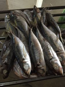Sea Frozen Whole Round Jack mackerel / Horse mackerel Fish para la venta de cebo Big Eye SCAD Round SCAD China Seafoods - Product Image 5