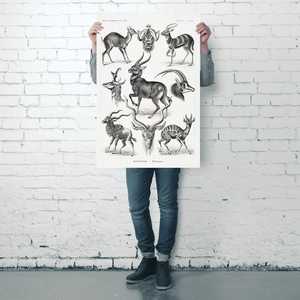 Affiche artistique de l'antilope d'Ernst Haeckel, formes de la nature, imprimée sur toile en résine pour décoration murale ou peinture animale DIY - Product Image 4