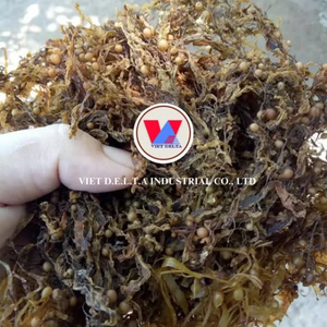 สาหร่าย Sargassum แห้งดิบสำหรับอาหารสัตว์ - Product Image 6