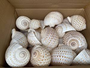 Concha Marina natural puntiaguda Vietnam Ocean Harvest para exhibición de acuario e Idea Creativa de decoración del hogar costero - Product Image 2