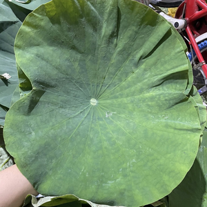 Feuilles de lotus fraîches fabriquées au Vietnam pour des solutions d'emballage alimentaire traditionnelles authentiques - Product Image 4