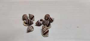 Ustom-Mini conchas marinas naturales, adecuadas para tiendas de conchas marinas para reventa e ideales para usar recortando tiendas de suministro - Product Image 5