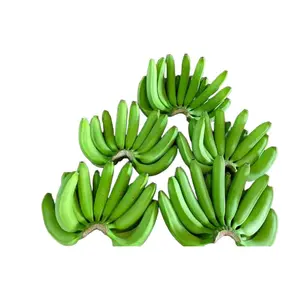 Exporteur-Know-how - Lieferung von hochwertigen Cavendish-Bananen weltweit