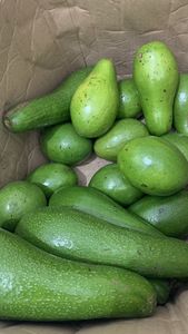 Avocats Hass biologiques fraîchement cultivés et prêts pour les commandes en gros directement des fermes - Product Image 3