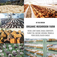 Poudre de mélange d'extraits de champignons végétaliens riches en fibres pour adultes, marque privée OEM, Reishi, Crinière de lion, Chaga pour l'énergie cognitive