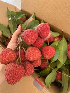 Les meilleurs FRUITS TROPICAUX du VIETNAM - LYCHEE vous aide à refroidir de l'ÉTÉ CHAUD-LYCHEE CONGELÉ À VENDRE - Product Image 4