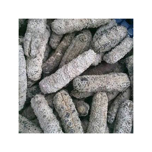 Venta al por mayor pepino de mar seco - Product Image 5
