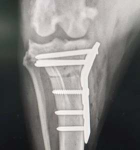 Instrument chirurgical médical vétérinaire en acier inoxydable de bonne qualité, plaque TPLO manuelle pour animaux, certificat d'origine - Product Image 6
