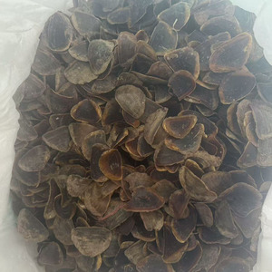 Fabricant en gros d'opercules de coquillages séchés, coquillages/opercules de Murex - Product Image 4