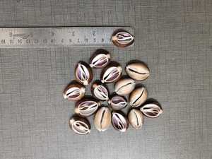 Coquillages de mer naturels coupés pour la fabrication de bijoux, l'artisanat, les accessoires de mode, les projets décoratifs et la vente en gros - Product Image 4