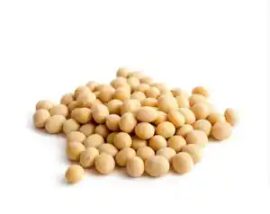 輸出可能な動物飼料用の高タンパク質の大豆種子