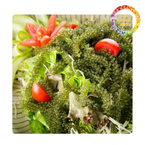 Raisins de mer nutritifs du Vietnam | Superaliment marin parfait pour les sushis à salade et les collations saines - Product Image 5