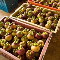 Zoete, sappige, biologische Thaise mangosteen, vers fruit, de koningin der vruchten met tropische smaak, verpakt in Thailand, kwaliteit Khey Taladthai merk.
