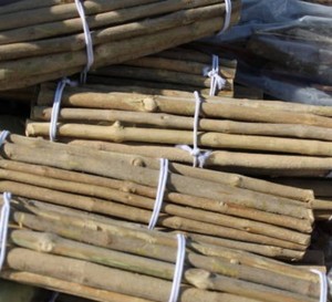 EcoBloom Bâton dentaire en bois bio Soin des gencives blanchissant aux herbes Hygiène dentaire écologique Nettoyage buccal naturel Miswak frais - Product Image 3