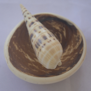 Joyería de conchas marinas pulidas terebra maculata, Concha grande Natural con estilo de amor, tamaño de 10-14 cm para decoración del hogar - Product Image 3