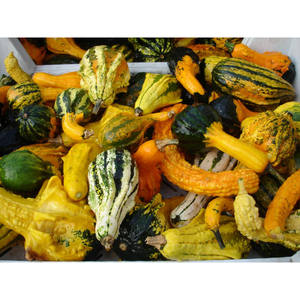 Semillas de Calabaza Decorativas Little Indian para Halloween, Mezcla de Semillas de Calabaza Coloridas y con Formas Variadas, 2g, Varias Colecciones de Calabazas - Product Image 6