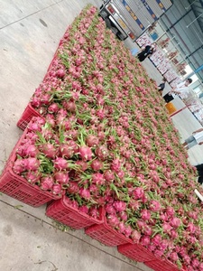 Fruit du dragon jaune/rouge frais, naturellement sucré, 100% qualité supérieure, provenant du fournisseur VIETNAM pour l'exportation 2025 |   en GRANDE SAISON - Product Image 2