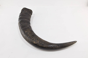 100% corne de buffle naturelle polie corne à boire Viking pour la bière ou l'eau meilleure qualité en gros en Inde corne de taille solitaire - Product Image 4