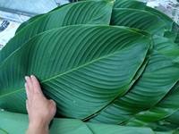 Feuille de Dong pour l'emballage des gâteaux et la décoration des aliments pour les aliments Remplacer par un sac en plastique Fournisseur biodégradable Écologique