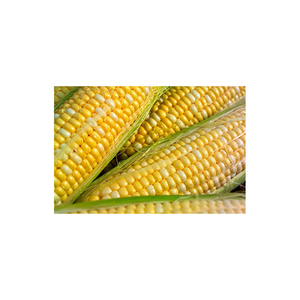 Maíz amarillo seco, alta demanda, calidad estándar, 100%, venta al por mayor - Product Image 2