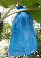 Blauwe PP plastic zak voor bananenbundels in de landbouw, beschermt tegen insecten en dieren met warmteverzegeling