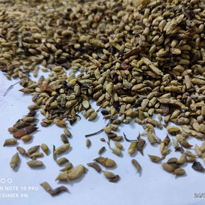 Mejor precio Extracto DE FLOR DE Sophora Japonica seca Rutin de Vietnam Contacto + 84984418844 - Product Image 1