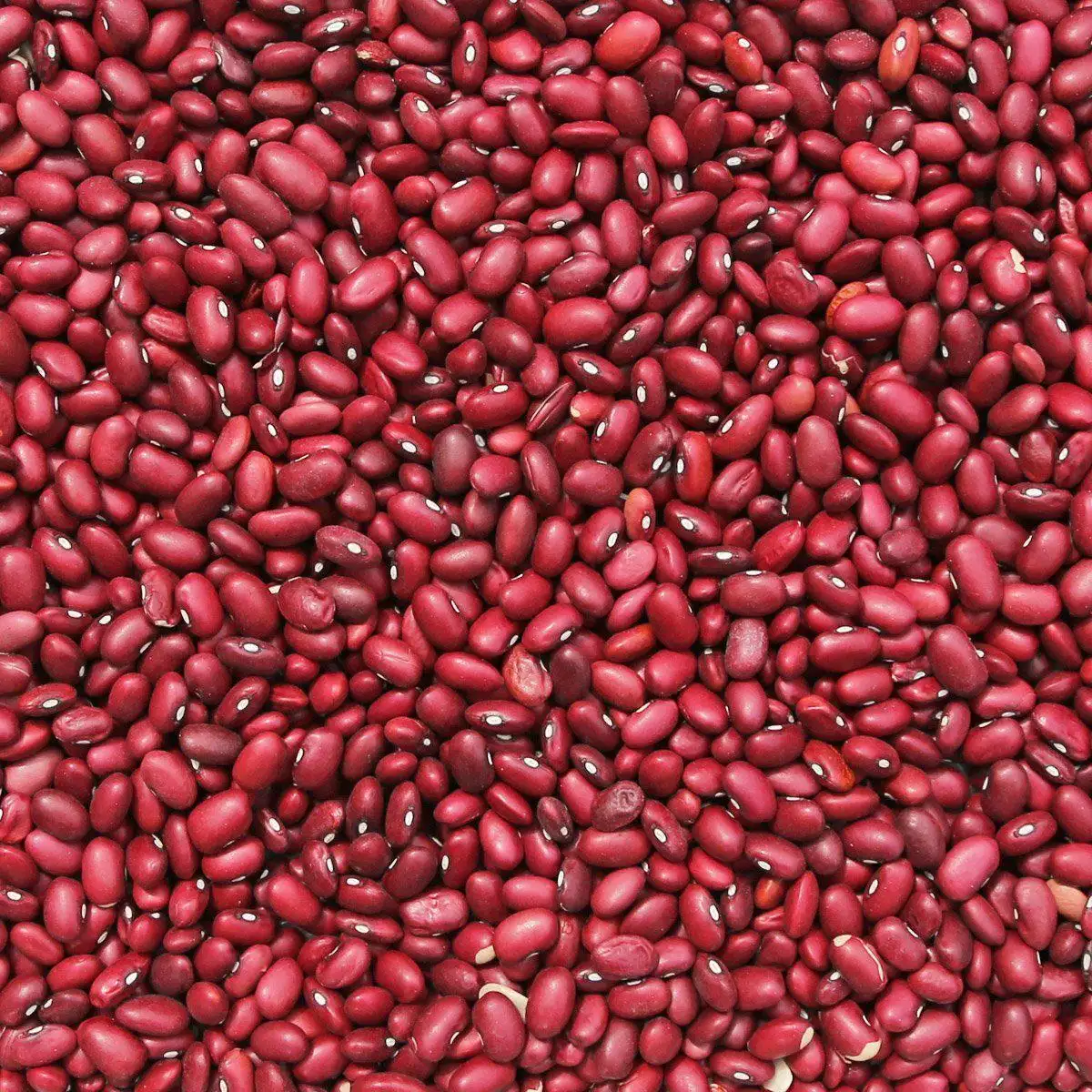 Kacang merah penjualan panas kacang ginjal merah gelap dengan harga ekspor