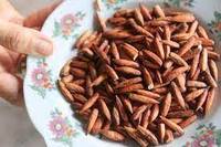 Graines de Terminalia Catappa de la marque Blue Lotus de qualité supérieure, modèle Gem Le 2026, avec une durée de conservation de 2 ans et des ingrédients frais