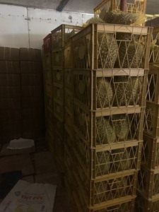 Vente en gros de durian congelé de haute qualité à bon prix exporté du Viet Nam - Product Image 3